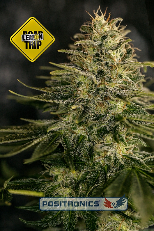 Lemon Trip - Positronics Seeds