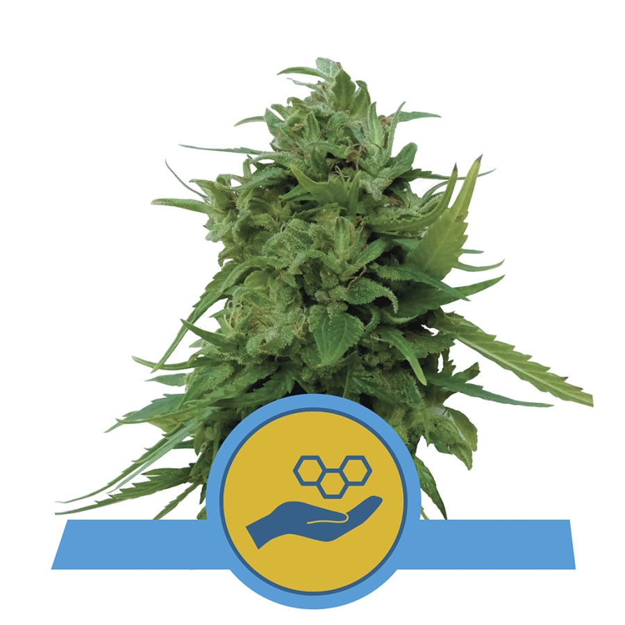 Solomatic CBD - Royal Queen Seeds