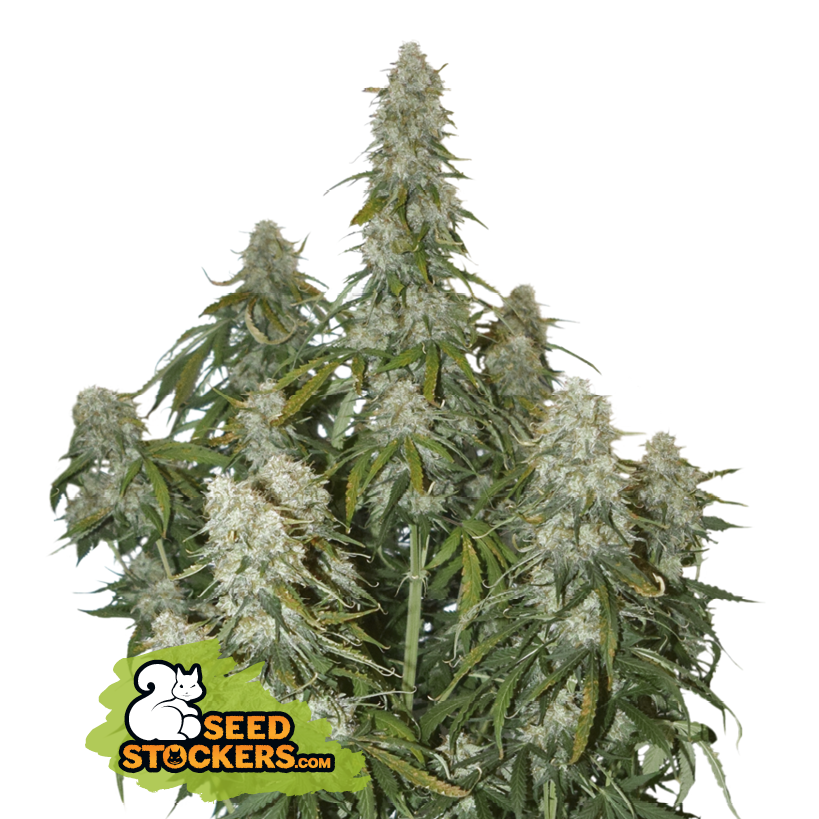 Big Bud Auto - SeedStockers