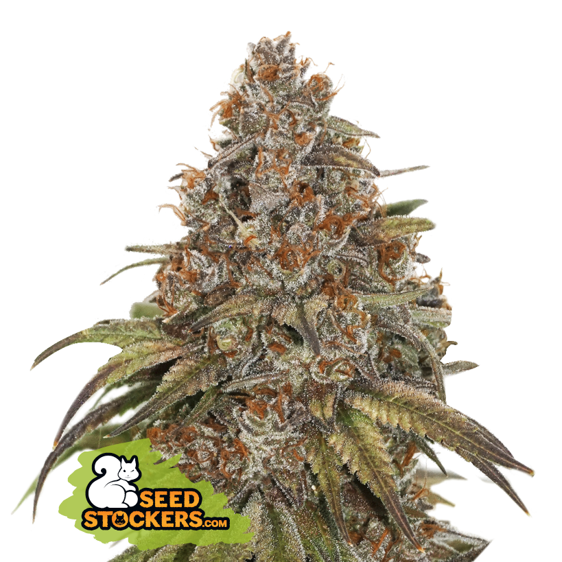 Blackberry Gum Auto - SeedStockers