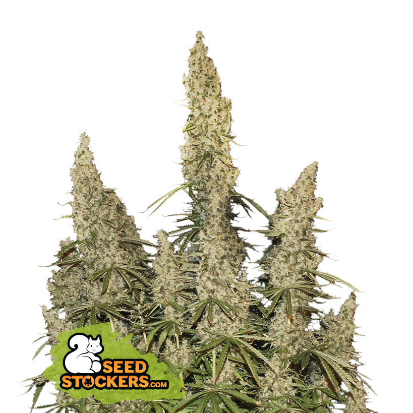 White Widow Auto - SeedStockers