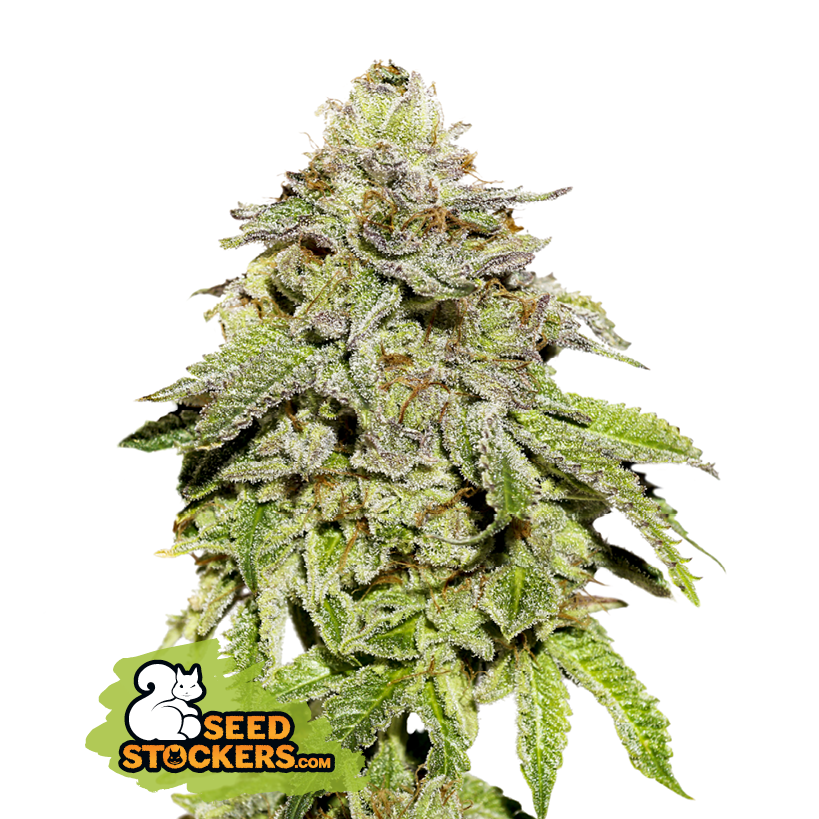 Cookies and Cream - SeedStockers (Auslaufprodukt)