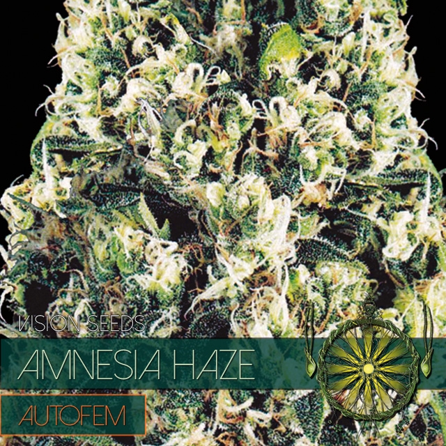 Amnesia Haze Auto (Vision Seeds) - Vision Seeds