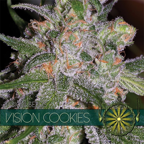 Vision Cookies - Vision Seeds