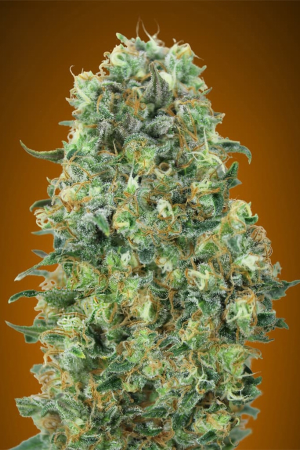 Critical Mass - Advanced Seeds