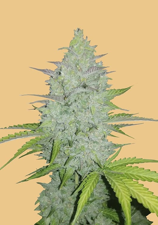 Original Auto Cheese - FastBuds