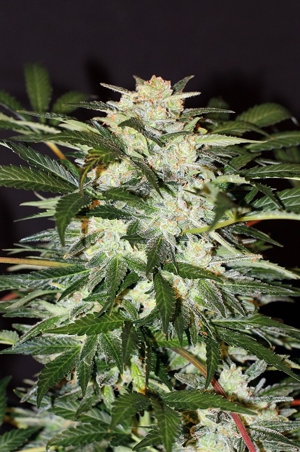 Monster Mash Auto - Exotic Seeds