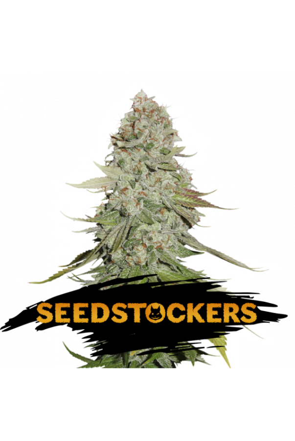 Gorilla Glue - SeedStockers