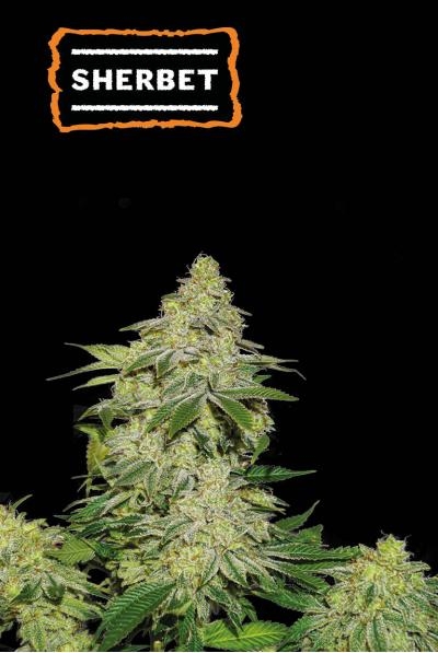 Sherbet Auto - SeedStockers