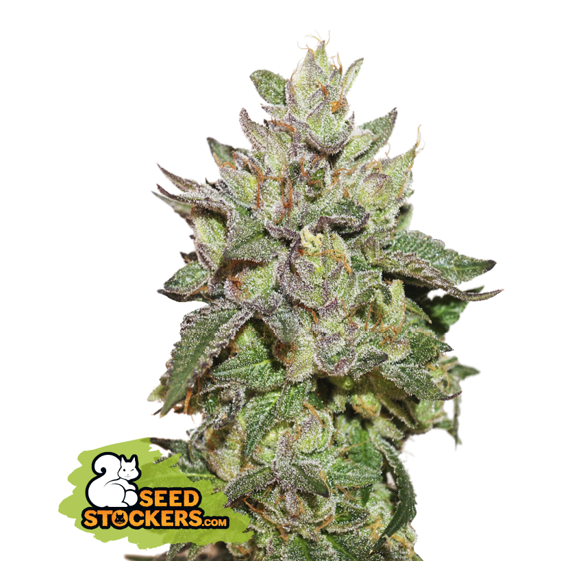 Wedding Cake - SeedStockers (Auslaufprodukt)