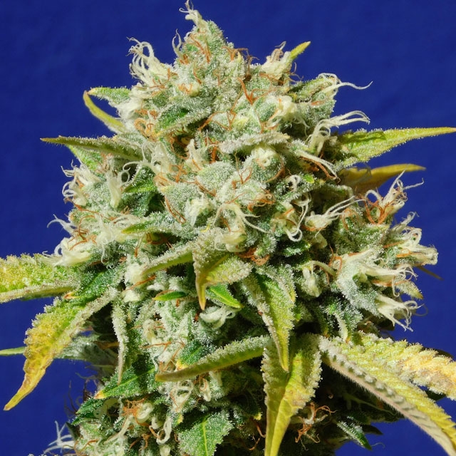 Sweet Peach Auto CBD - Original Sensible seeds