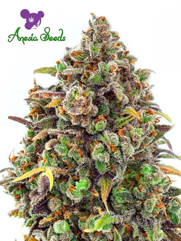 Haze Queen - Anesia Seeds