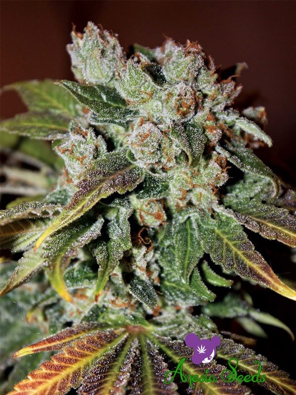 Auto Blueberry Banana - Anesia Seeds