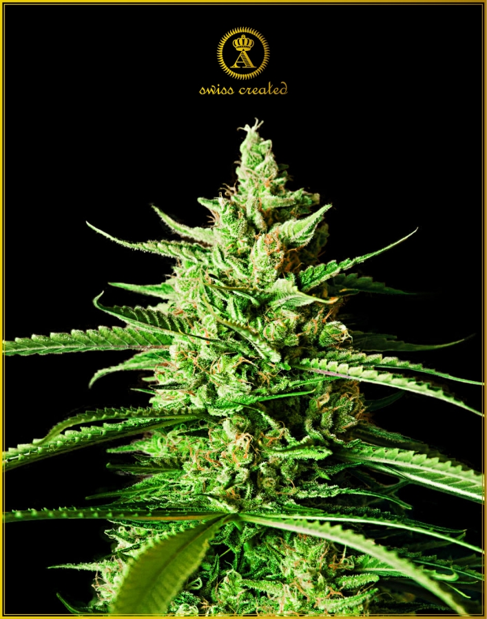 AK-01 - Anaconda Seeds