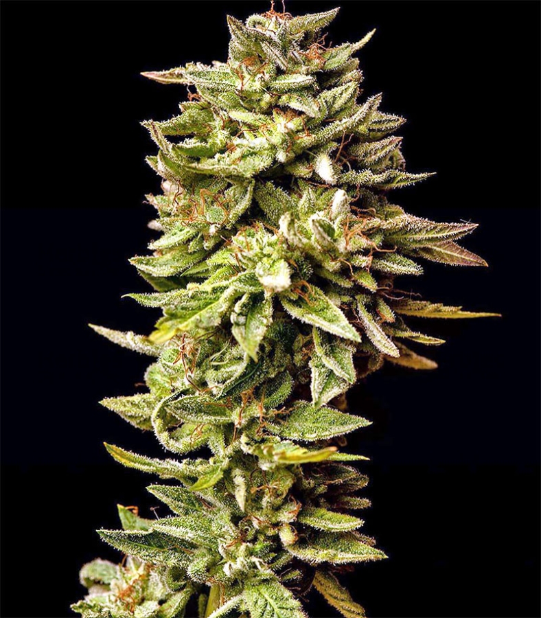 GGG1 Auto (Guy's Girl Scout Cookie Glue) - Dr Krippling Seeds