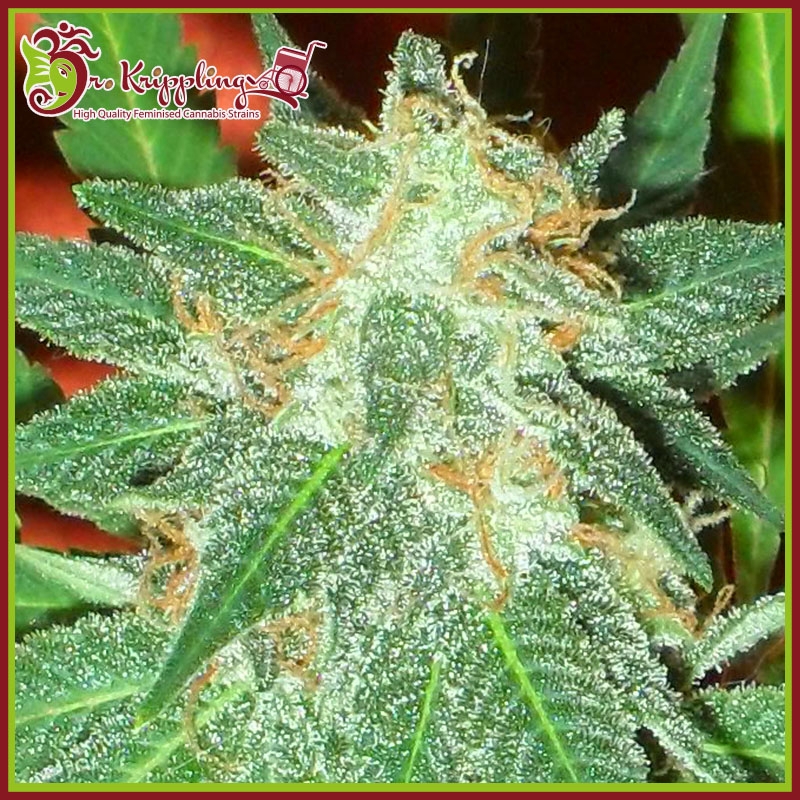 Jumping Black Dash Auto - Dr Krippling Seeds