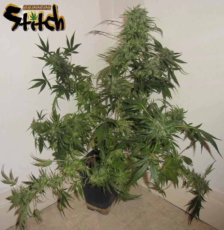 Russian Haze - Flash Seeds