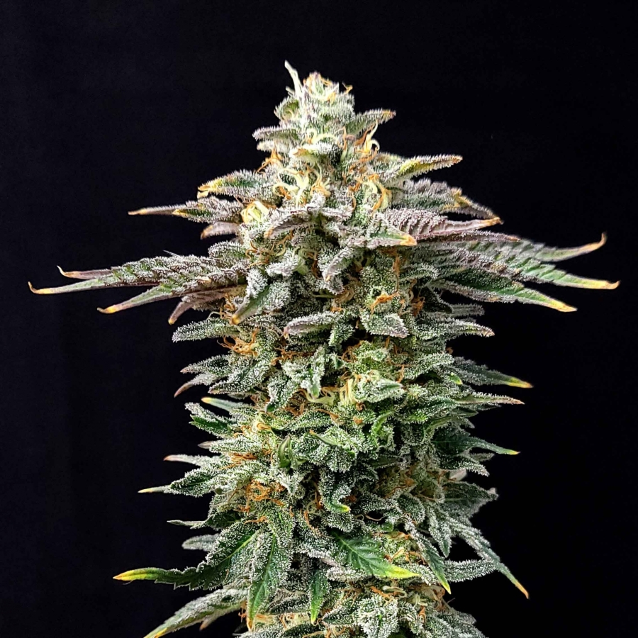 Cherry Dream Limited Edition - Kannabia Seeds