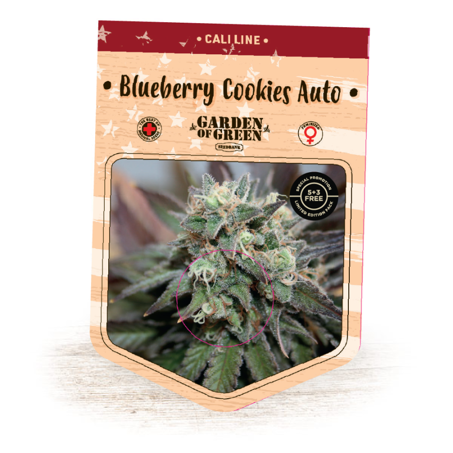 Blueberry Cookies Auto - Garden of Green