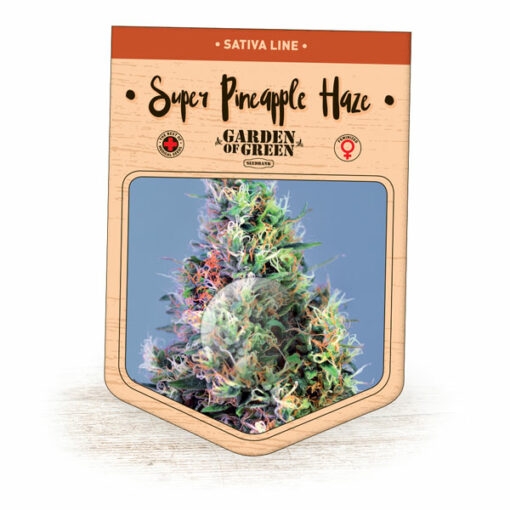 Super Pineapple Haze - Garden of Green