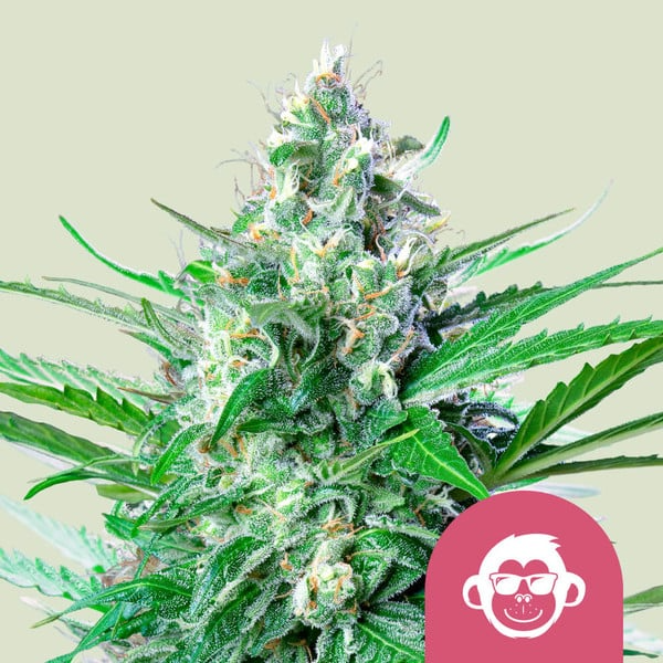 Grape Ape - Royal Queen Seeds