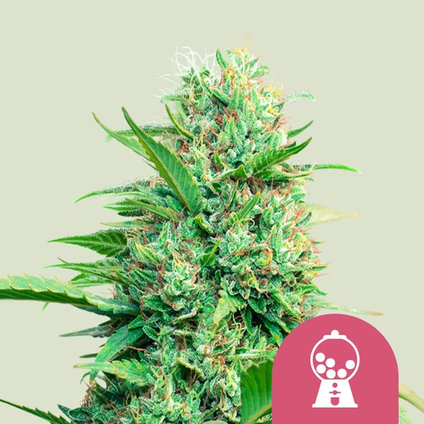 Pink Runtz - Royal Queen Seeds