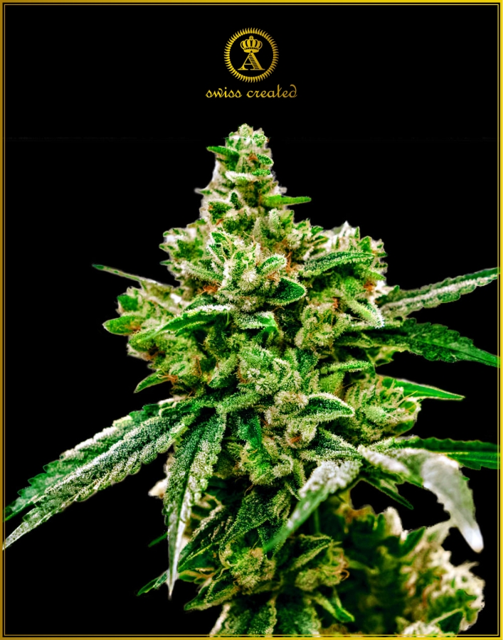 White Widow - Anaconda Seeds