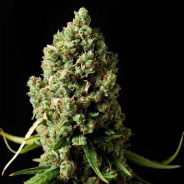 Original Skunk - Phoenix Seeds