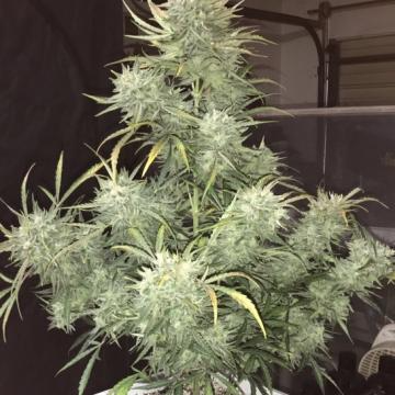 Strong Stuff Auto - Phoenix Seeds