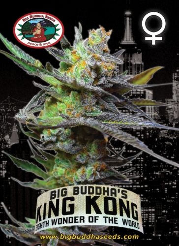 King Kong - Big Buddha Seeds