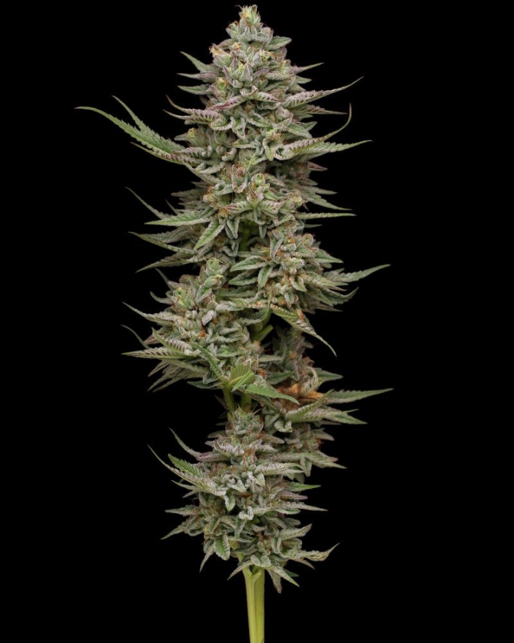 Fortune Cookie - Humboldt Seeds Company