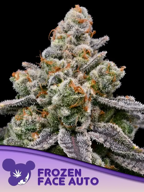 Frozen Face Auto - Anesia Seeds