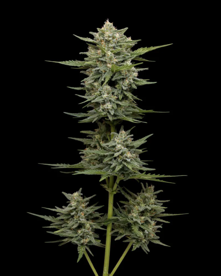 Vanilla Latte Auto - Humboldt Seeds Company