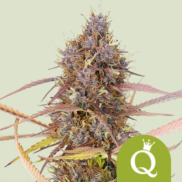 Purple Queen Auto - Royal Queen Seeds