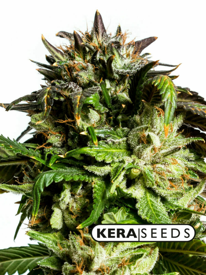 American Stafford - Kera Seeds