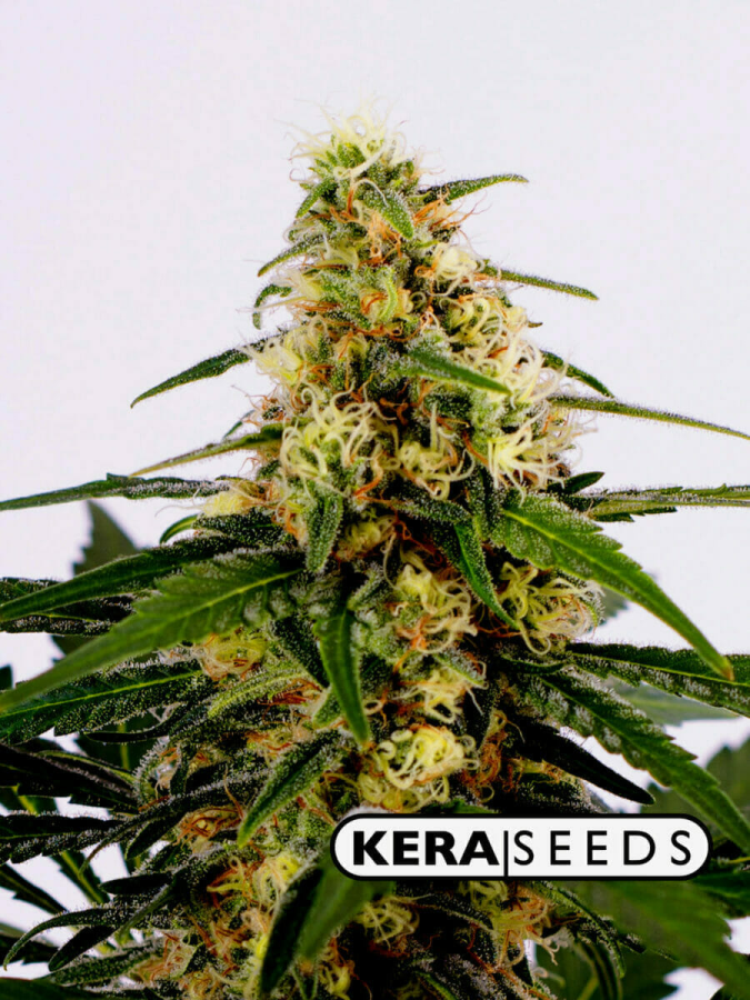 Bubblegum - Kera Seeds