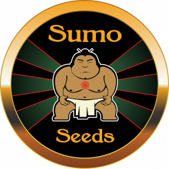 CBD Harlequin - Sumo Seeds