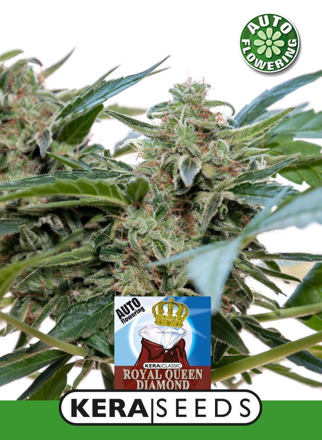 Royal Queen Diamond Auto - Kera Seeds