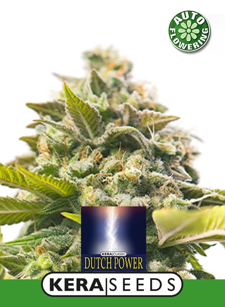 Dutch Power Auto - Kera Seeds