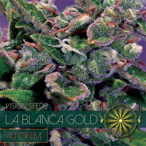 La Blanca Gold Auto - Vision Seeds