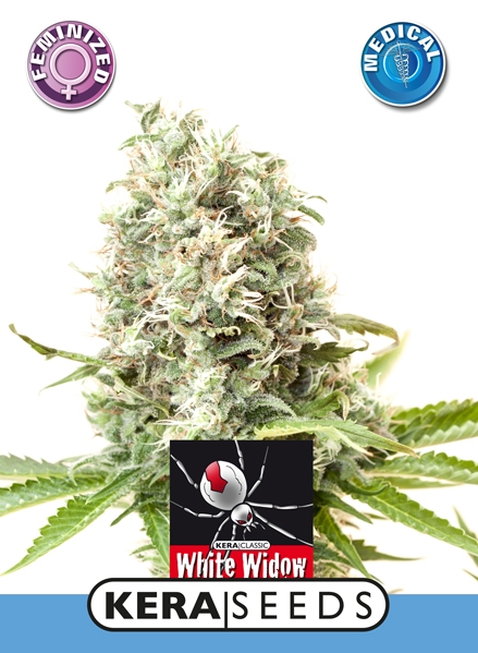 Medical White Widow - Kera Seeds