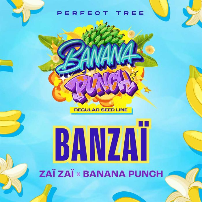 Banzaï regulär - Perfect Tree Seeds