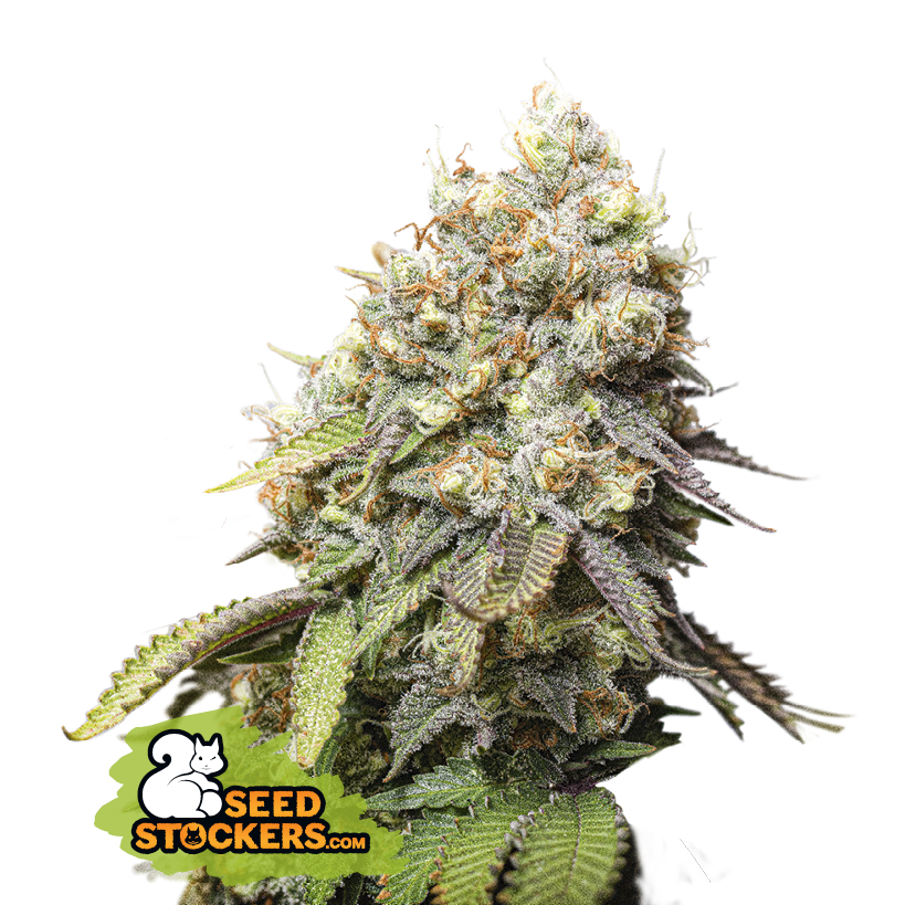 Bruce Banner - SeedStockers