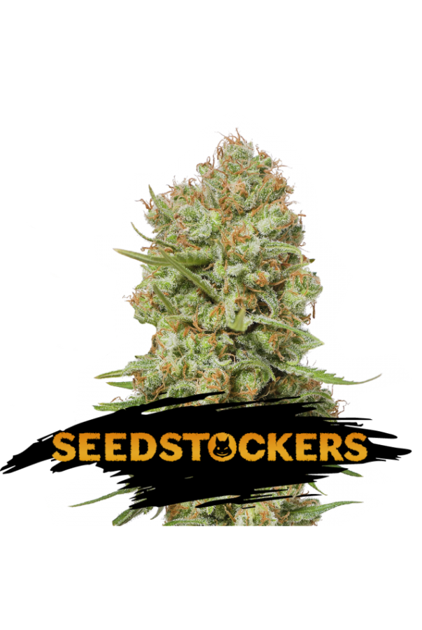 Green Crack - Seedstockers