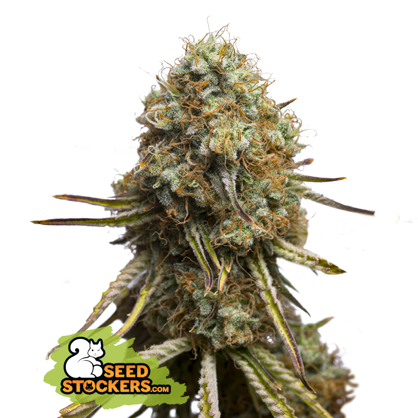 Wedding Glue - Seedstockers (Auslaufprodukt)