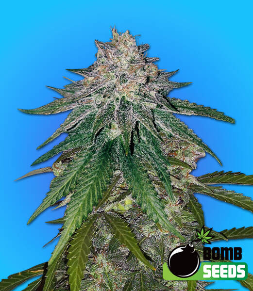 Zkittlez Gum - Bomb Seeds