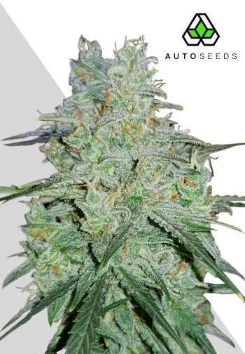 Amnesia Haze Autoflower - Auto Seeds