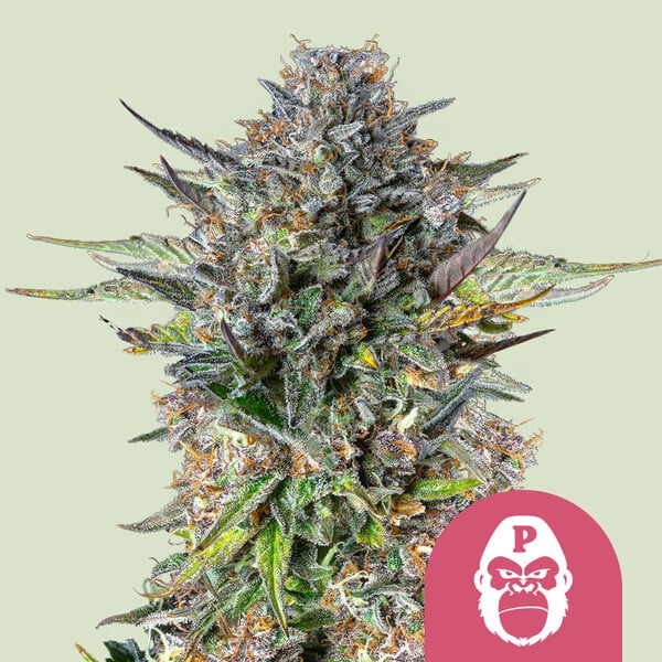 Pink Gorilla - Royal Queen Seeds