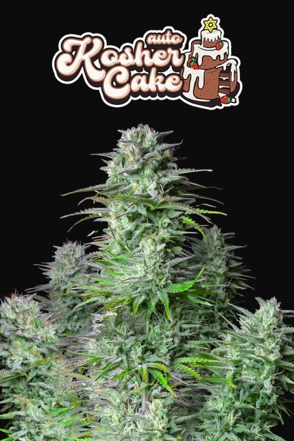 Kosher Cake Auto - FastBuds