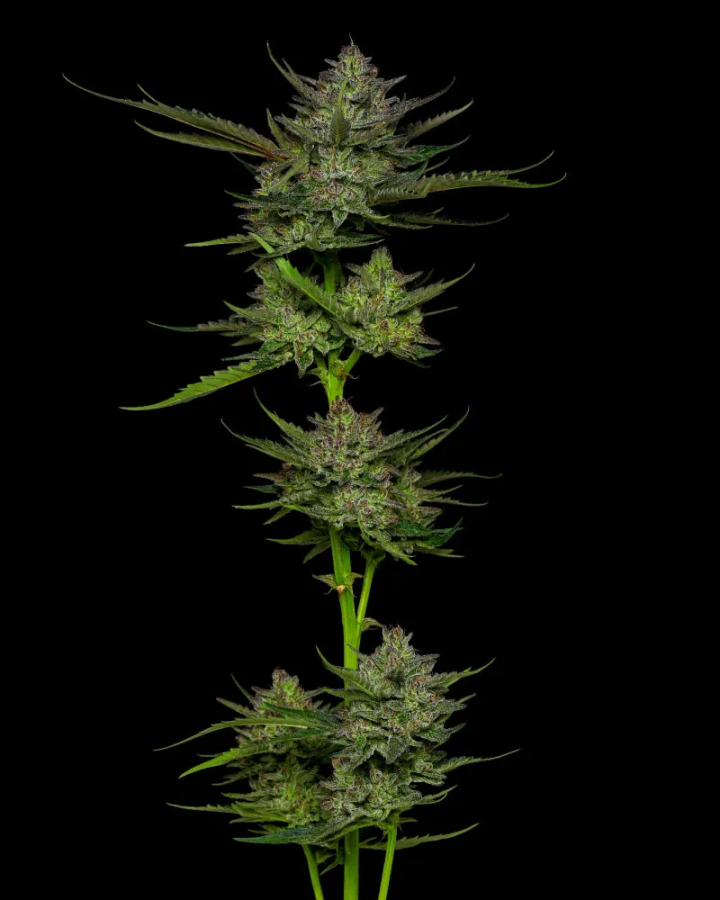 Sour Apple Auto - Humboldt Seeds Company